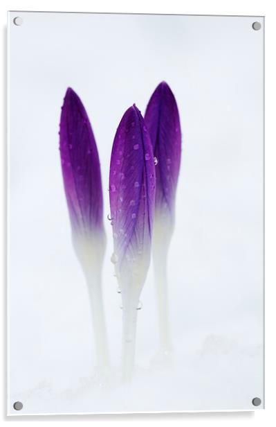 Crocuses in Snow Acrylic by Kevin Howchin