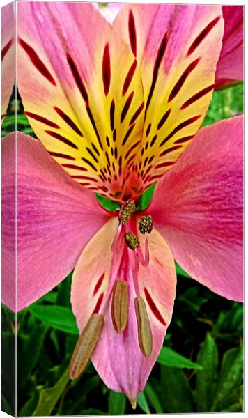 Close up tiger lily Canvas Print by Martin Smith