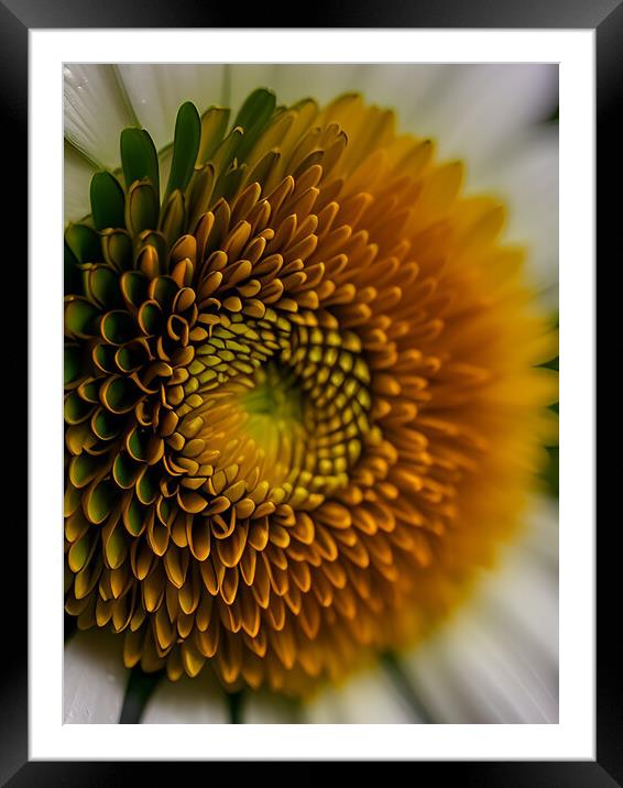 Abstract daisy Framed Mounted Print by Martin Smith