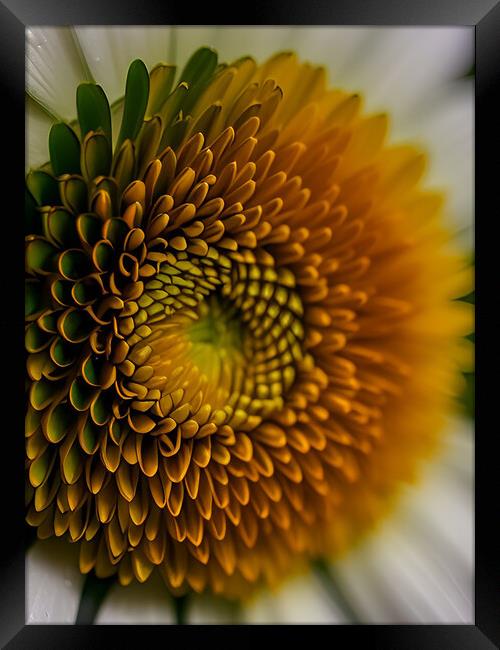 Abstract daisy Framed Print by Martin Smith