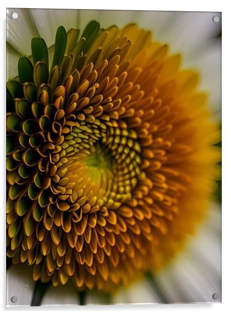 Abstract daisy Acrylic by Martin Smith