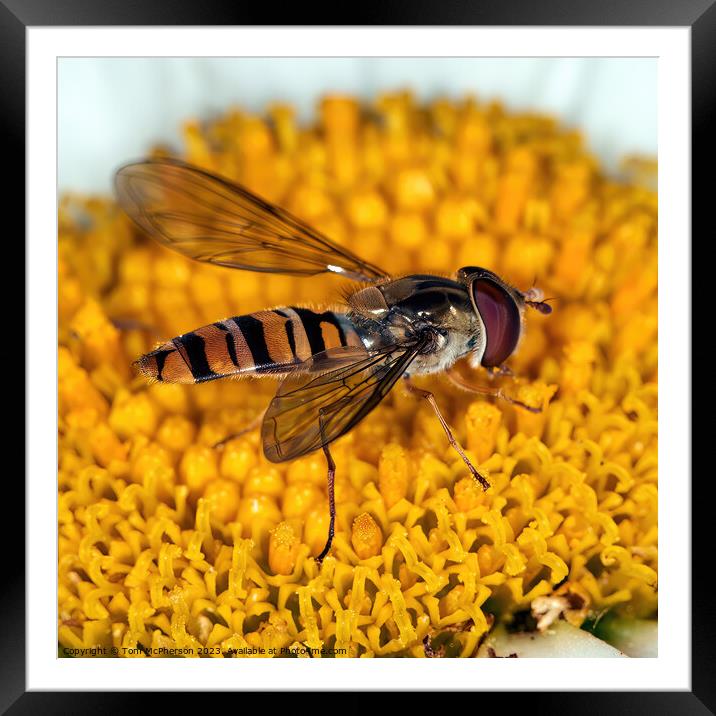 Intricate Dance: Hoverfly on Daisy Close-Up Framed Mounted Print by Tom McPherson