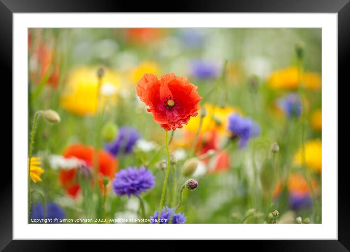 poppy flower Framed Mounted Print by Simon Johnson