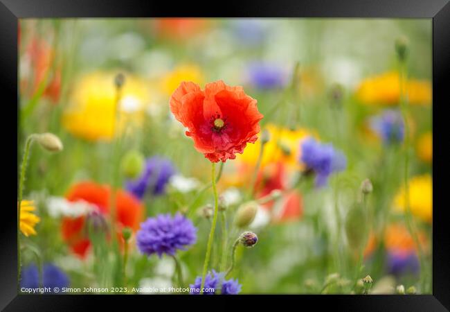 poppy flower Framed Print by Simon Johnson