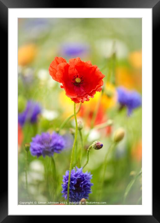 Poppy flower Framed Mounted Print by Simon Johnson