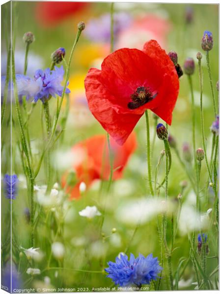 Poppyflower Canvas Print by Simon Johnson