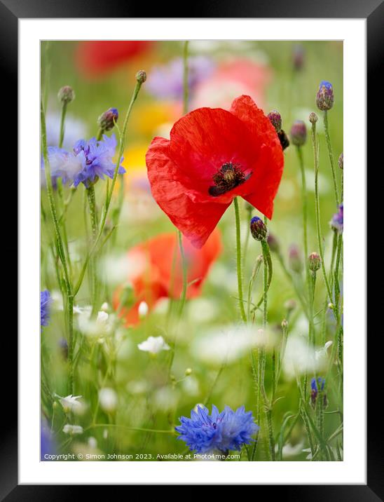 Poppyflower Framed Mounted Print by Simon Johnson