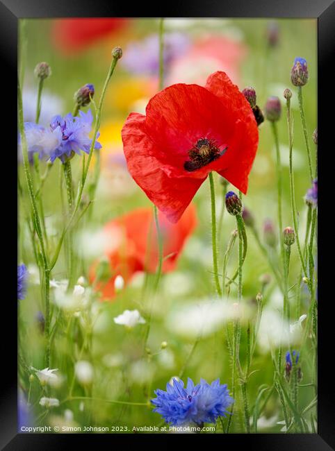 Poppyflower Framed Print by Simon Johnson