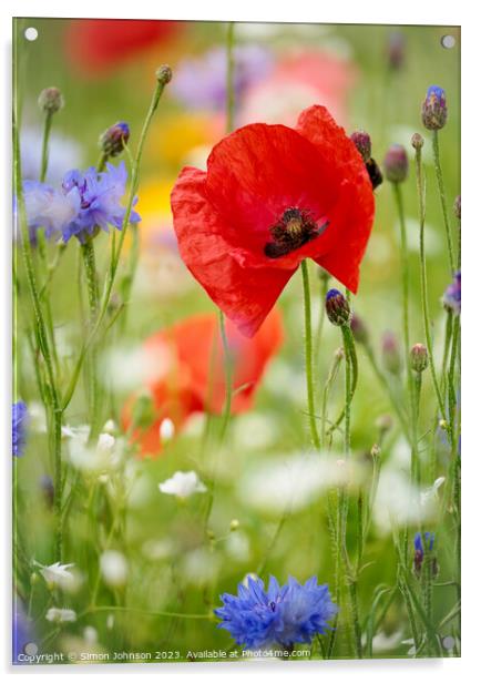 Poppyflower Acrylic by Simon Johnson
