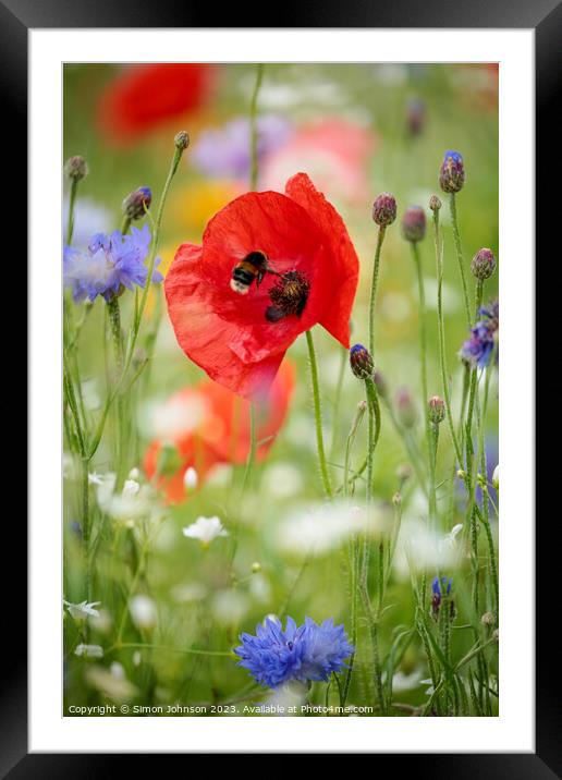 Poppy with bee Framed Mounted Print by Simon Johnson