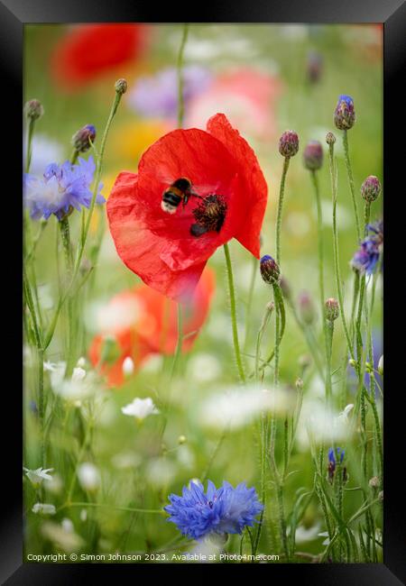 Poppy with bee Framed Print by Simon Johnson