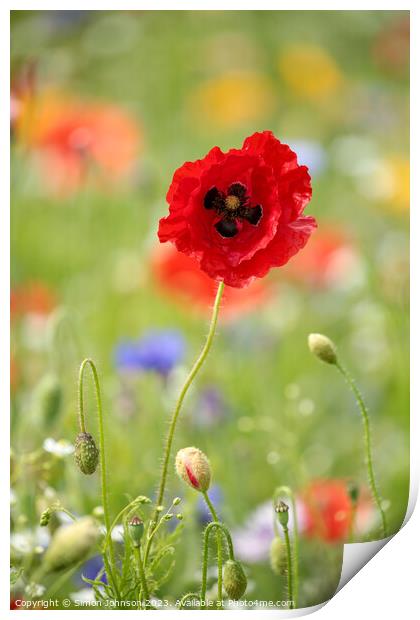 Poppy flower Print by Simon Johnson