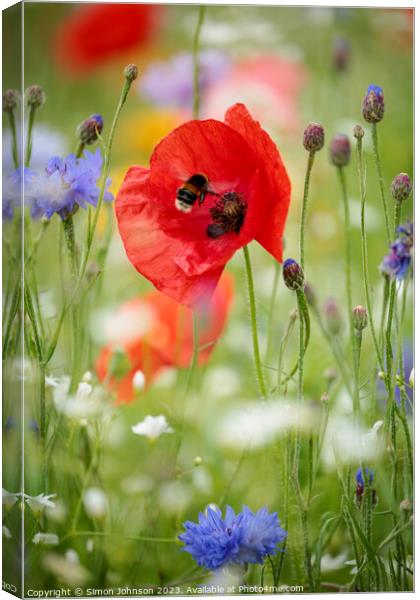 poppy flower with bee Canvas Print by Simon Johnson
