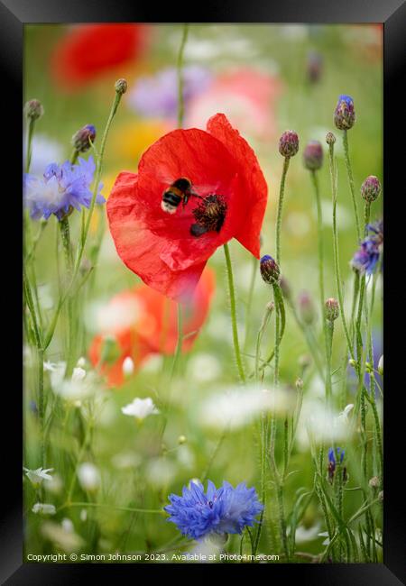 poppy flower with bee Framed Print by Simon Johnson