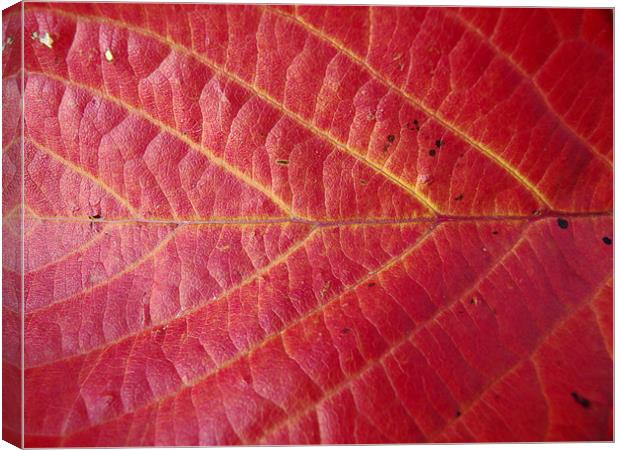 Red leaf of autumn 2 Canvas Print by Robert Gipson