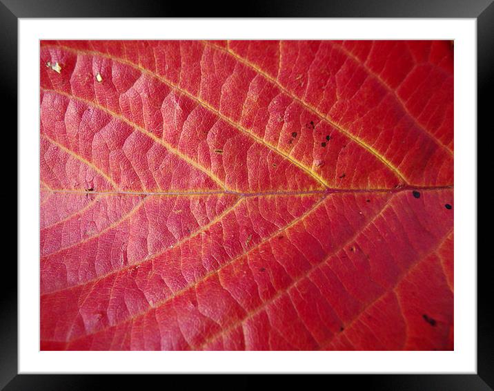 Red leaf of autumn 2 Framed Mounted Print by Robert Gipson