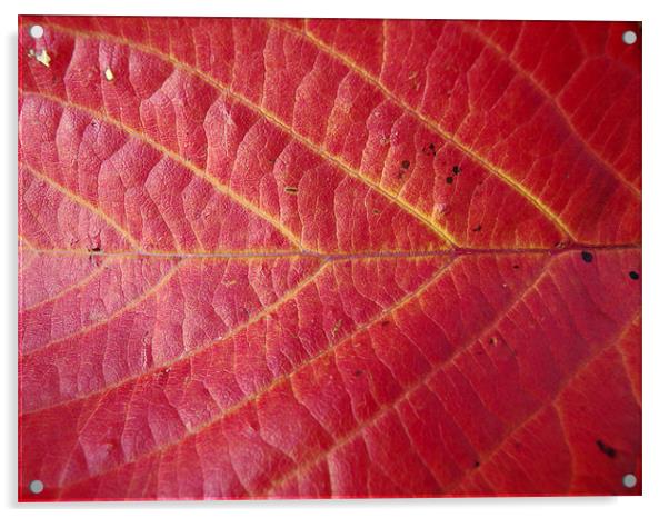 Red leaf of autumn 2 Acrylic by Robert Gipson