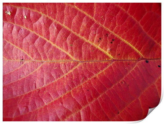 Red leaf of autumn 2 Print by Robert Gipson