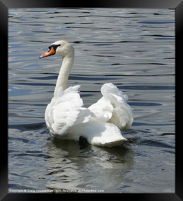 Swan Framed Print by Craig Cheeseman