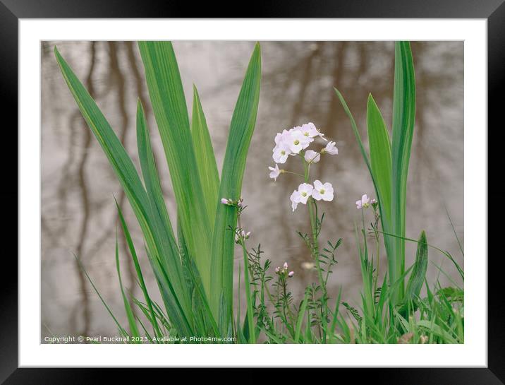 Ladys Smock or Cuckoo Flower Plant Framed Mounted Print by Pearl Bucknall