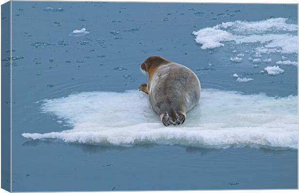 Arctic Seal Hitching a Lift Around Svalbard Canvas Print by Martyn Arnold