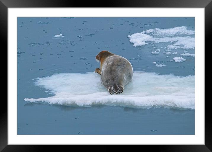 Arctic Seal Hitching a Lift Around Svalbard Framed Mounted Print by Martyn Arnold
