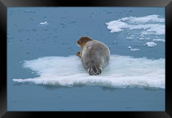 Arctic Seal Hitching a Lift Around Svalbard Framed Print by Martyn Arnold