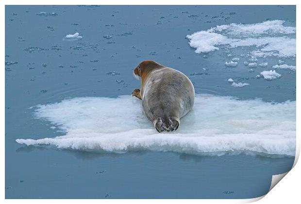Arctic Seal Hitching a Lift Around Svalbard Print by Martyn Arnold
