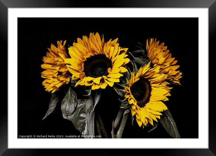The Sunny Sunflowers Framed Mounted Print by Richard Perks