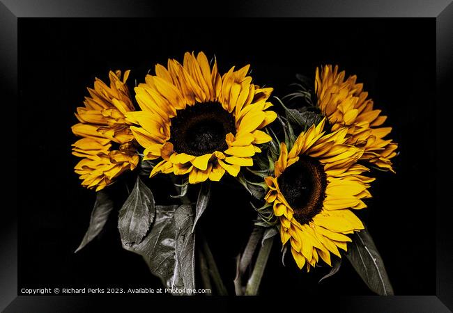 The Sunny Sunflowers Framed Print by Richard Perks