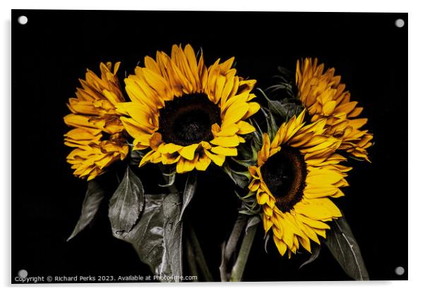 The Sunny Sunflowers Acrylic by Richard Perks