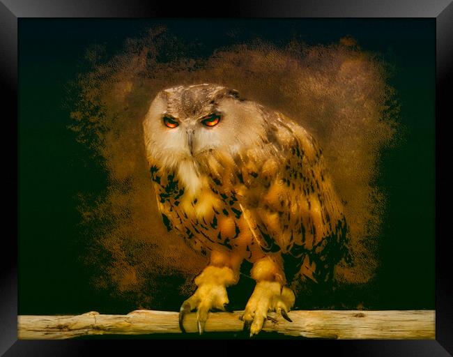 Owl Framed Print by simon alun hark