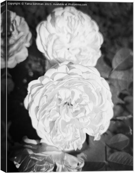 The Enigmatic Rose Monochrome 2 Canvas Print by Taina Sohlman