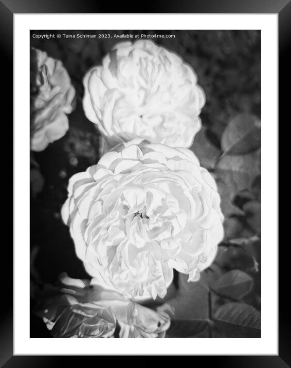 The Enigmatic Rose Monochrome 2 Framed Mounted Print by Taina Sohlman