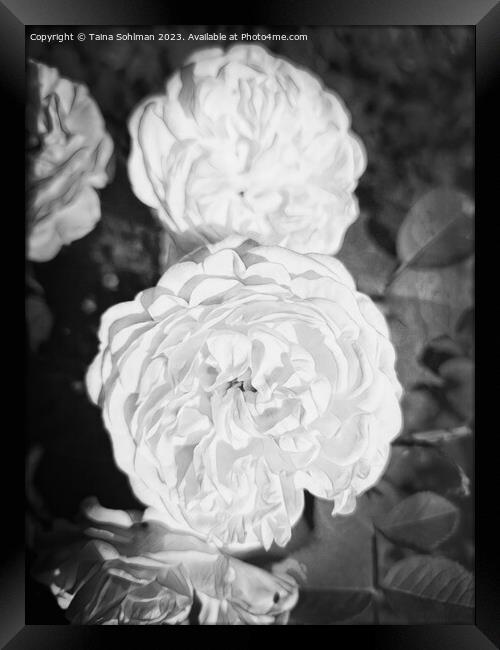 The Enigmatic Rose Monochrome 2 Framed Print by Taina Sohlman