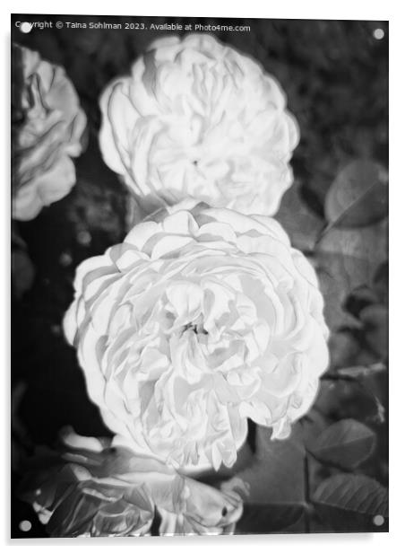 The Enigmatic Rose Monochrome 2 Acrylic by Taina Sohlman