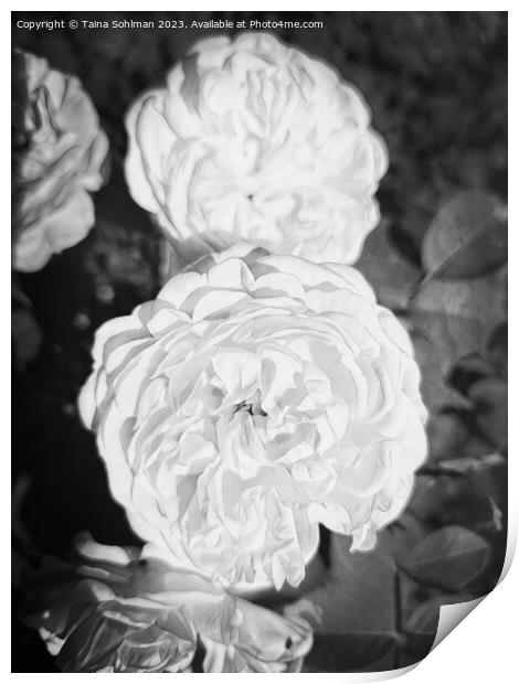 The Enigmatic Rose Monochrome 2 Print by Taina Sohlman