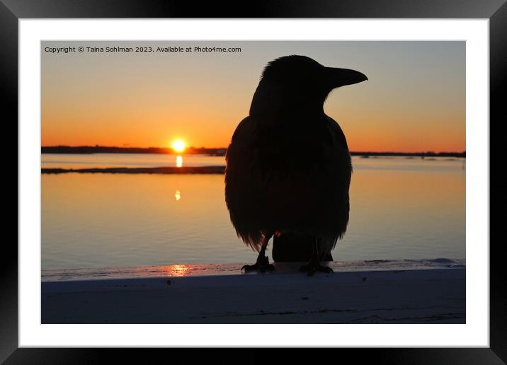 Sunrise With Hooded Crow  Framed Mounted Print by Taina Sohlman