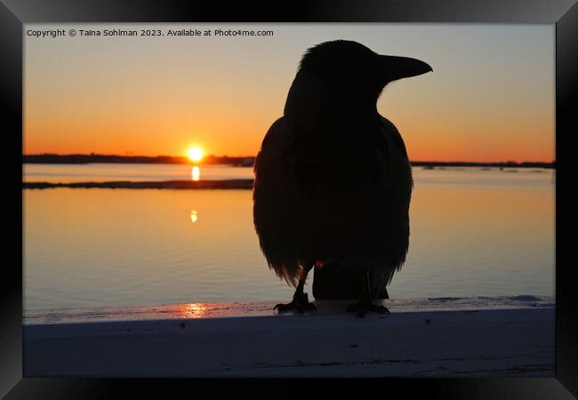 Sunrise With Hooded Crow  Framed Print by Taina Sohlman