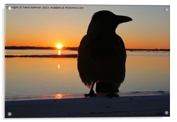 Sunrise With Hooded Crow  Acrylic by Taina Sohlman