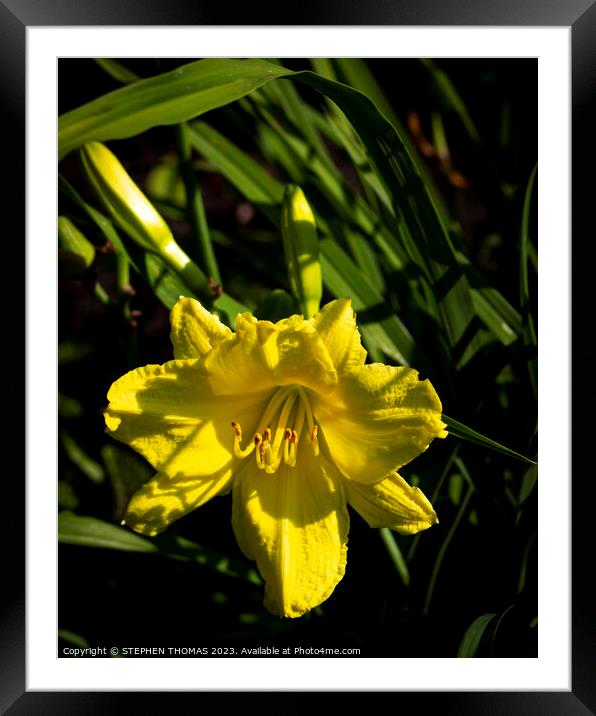 Yellow Daylily Framed Mounted Print by STEPHEN THOMAS