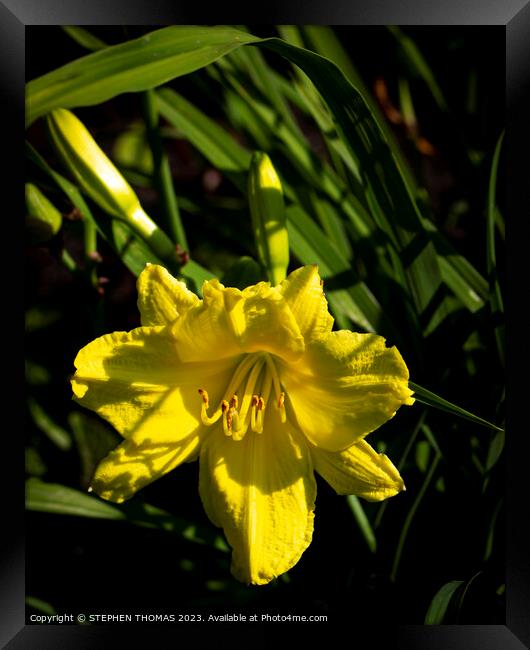 Yellow Daylily Framed Print by STEPHEN THOMAS