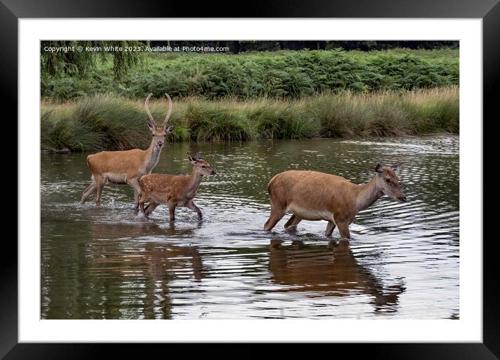 Family of deer crossing over the shallow pond Framed Mounted Print by Kevin White