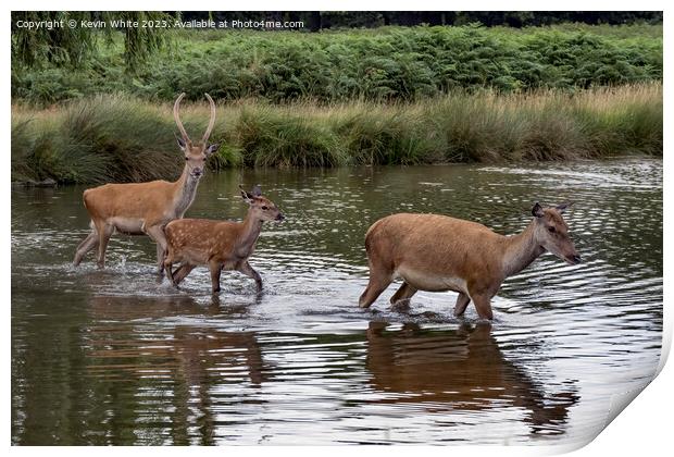 Family of deer crossing over the shallow pond Print by Kevin White