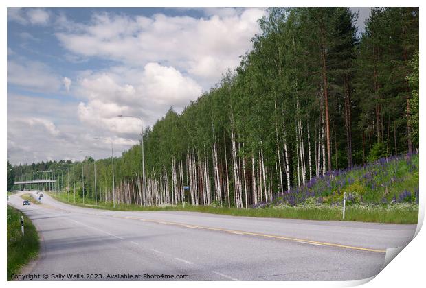 Open Road, Silver Birches and Lupins Print by Sally Wallis