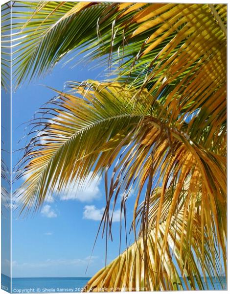 Caribbean Palm Canvas Print by Sheila Ramsey