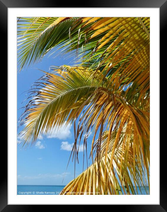 Caribbean Palm Framed Mounted Print by Sheila Ramsey