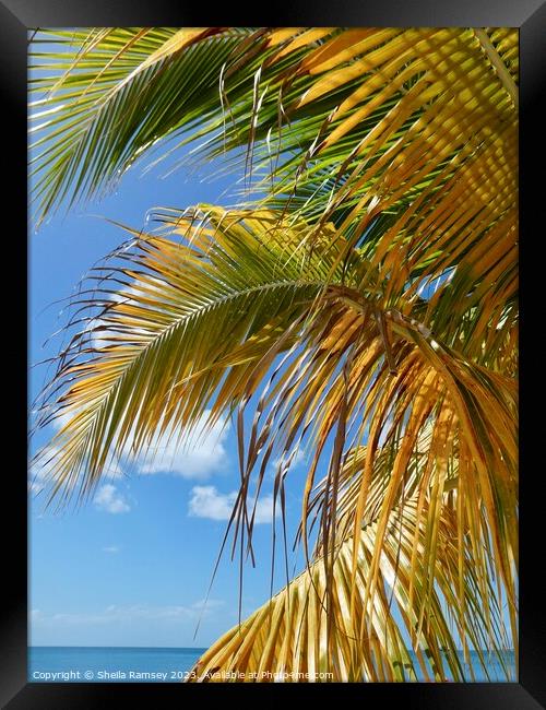Caribbean Palm Framed Print by Sheila Ramsey