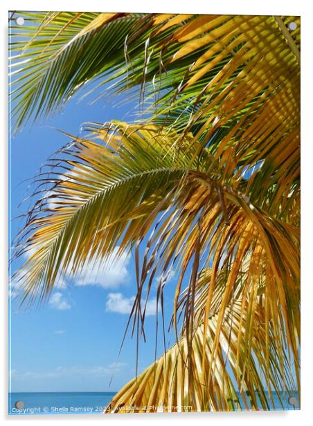 Caribbean Palm Acrylic by Sheila Ramsey