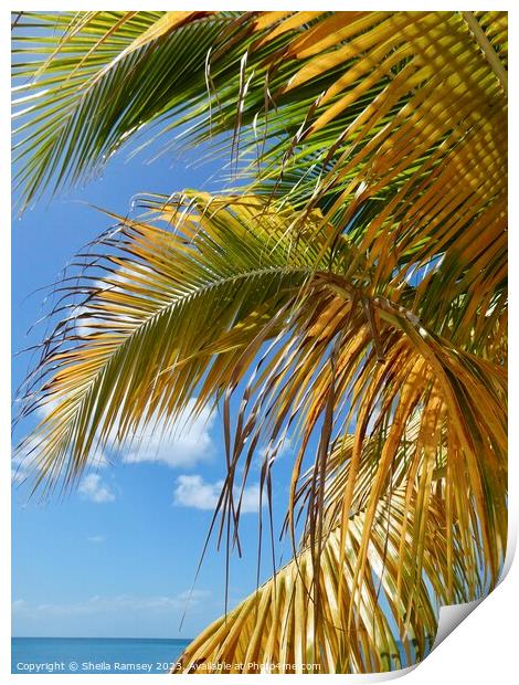 Caribbean Palm Print by Sheila Ramsey